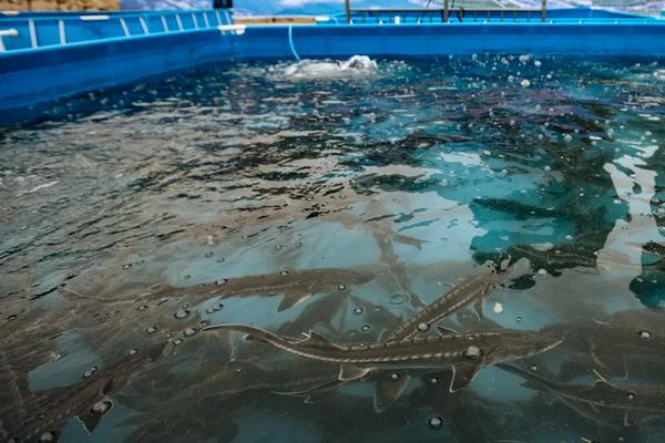 中华鲟养殖方法和技术,它的哪个部位有毒