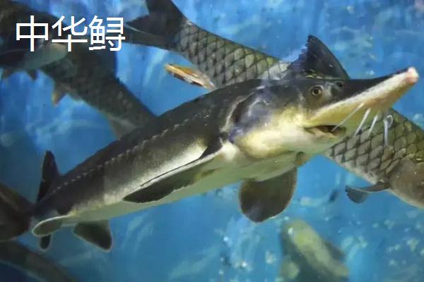 中华鲟养殖方法和技术,它的哪个部位有毒