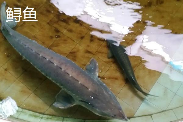 中华鲟养殖方法和技术,它的哪个部位有毒