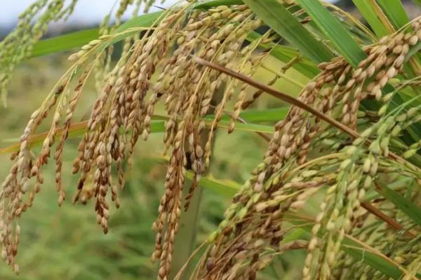 水稻习性,旱水稻怎么种植