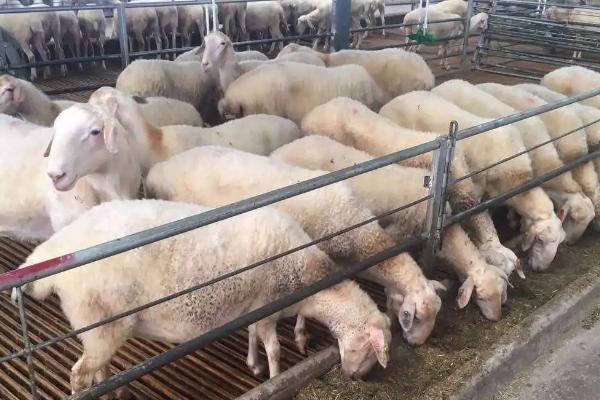 怎么养羊，附养羊的特点