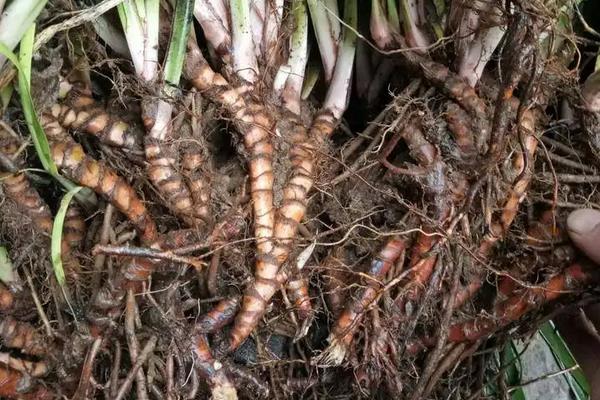 石菖蒲种植三年亩产多少斤,附种植方法