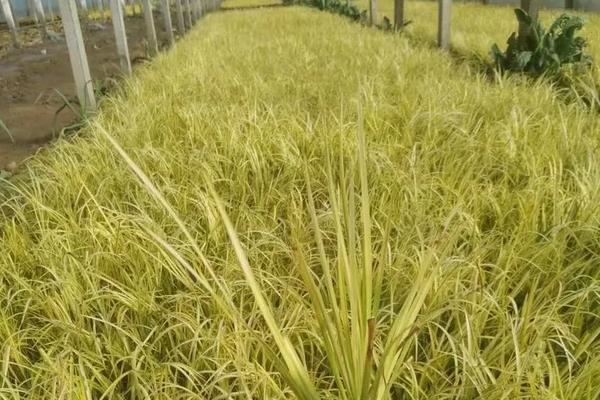 石菖蒲种植三年亩产多少斤,附种植方法