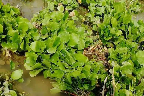 泽泻种植技术，附泽泻简介