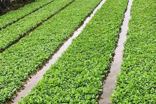 泽泻种植技术，附泽泻简介