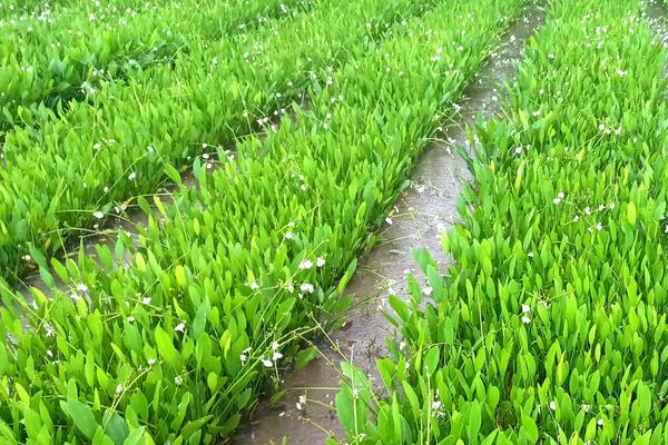 泽泻种植技术，附泽泻简介