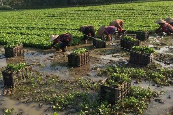 泽泻种植技术，附泽泻简介