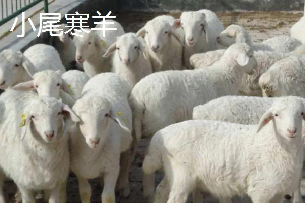 小尾寒羊和滩羊区别