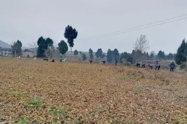 泽泻种植技术，附泽泻简介