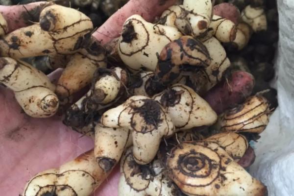 白芨一亩能产多少公斤，种植时间和收获时间分别是什么时候