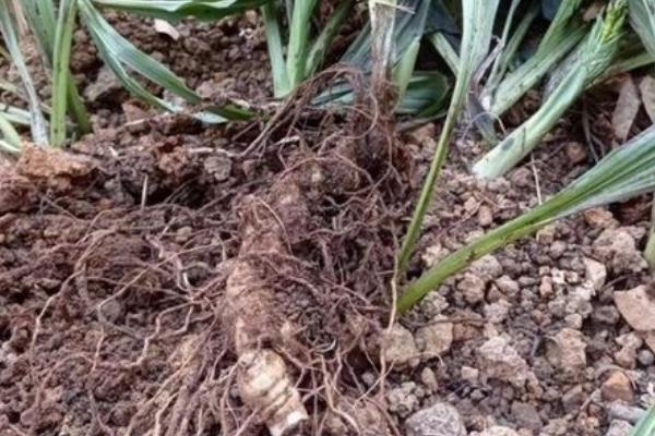 白芨一亩能产多少公斤，种植时间和收获时间分别是什么时候