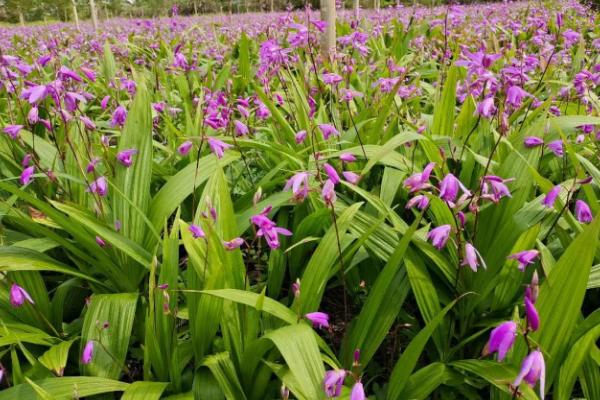 白芨一亩能产多少公斤，种植时间和收获时间分别是什么时候