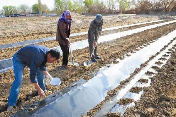 哈密瓜北方能种吗，附种植方法