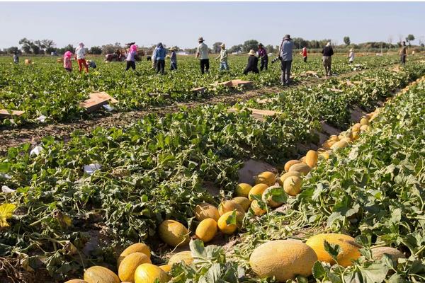 哈密瓜北方能种吗，附种植方法