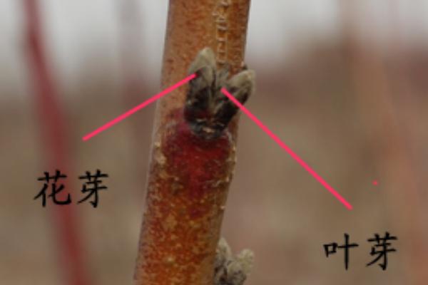 桃树花芽和叶芽的区别