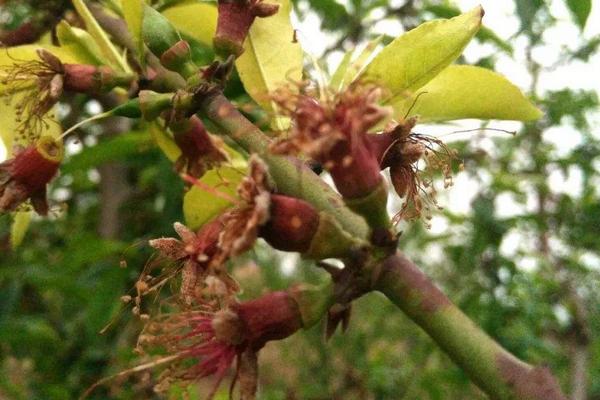 桃树花芽和叶芽的区别