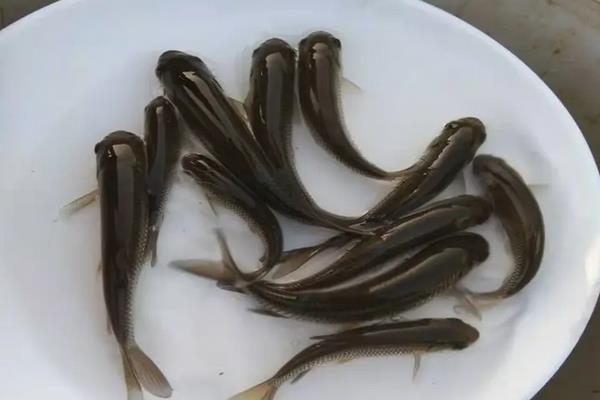 青鱼一年能长多少斤,青鱼的养殖方法