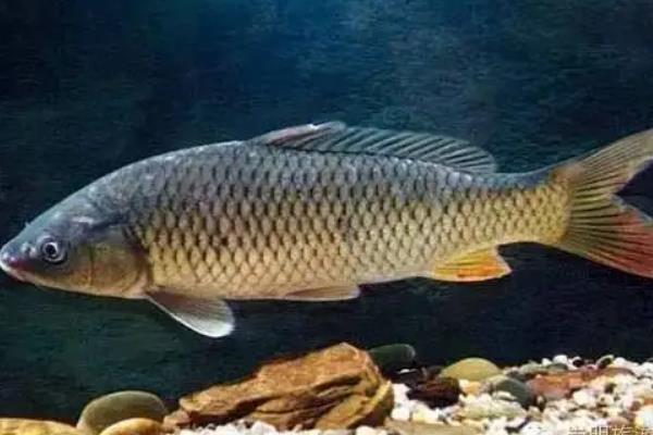 青鱼一年能长多少斤,青鱼的养殖方法