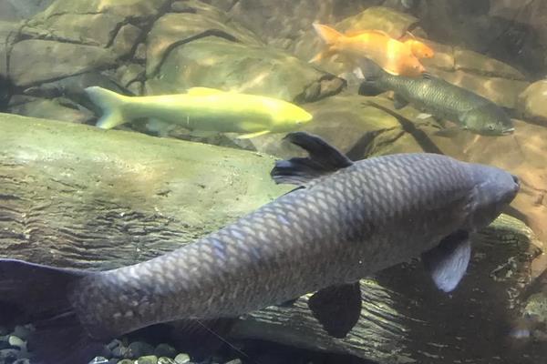 青鱼一年能长多少斤,青鱼的养殖方法