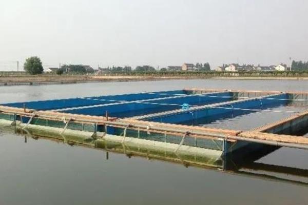 青鱼一年能长多少斤,青鱼的养殖方法