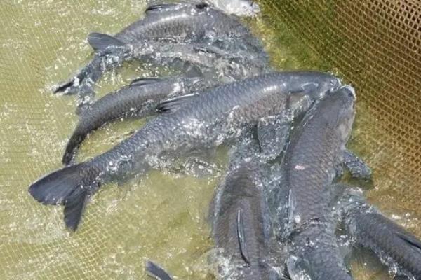 青鱼一年能长多少斤,青鱼的养殖方法