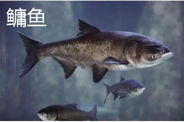 鳙鱼亩产5000斤养殖技术,鳙鱼和鲢鱼的区别
