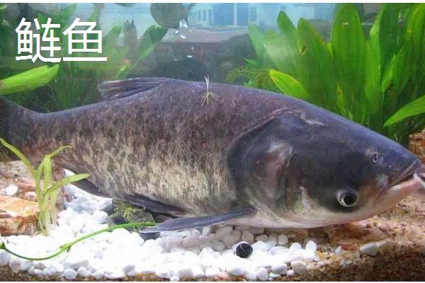 鳙鱼亩产5000斤养殖技术,鳙鱼和鲢鱼的区别