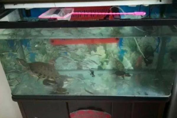 甲鱼个人养殖方法,水深多高合适