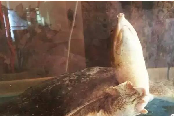 甲鱼个人养殖方法,水深多高合适