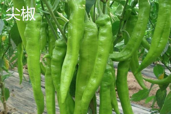 青椒和尖椒的区别