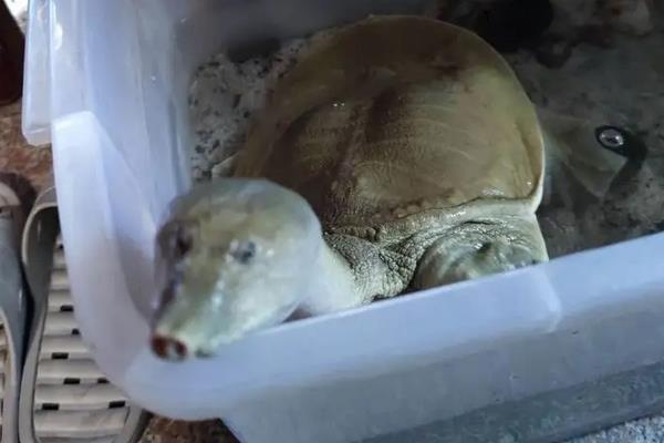 野生甲鱼怎么养在家，野生甲鱼以什么为食