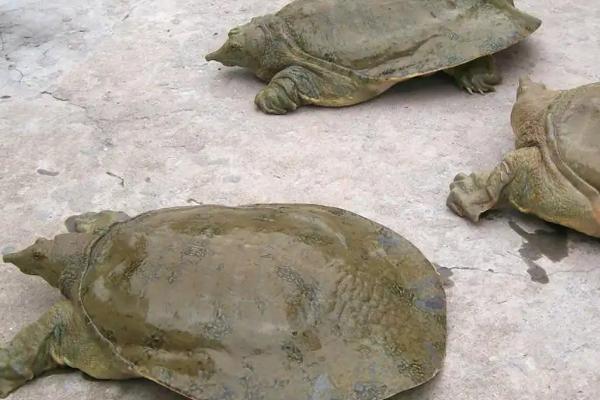 甲鱼不喂食可活多久,附养殖方法