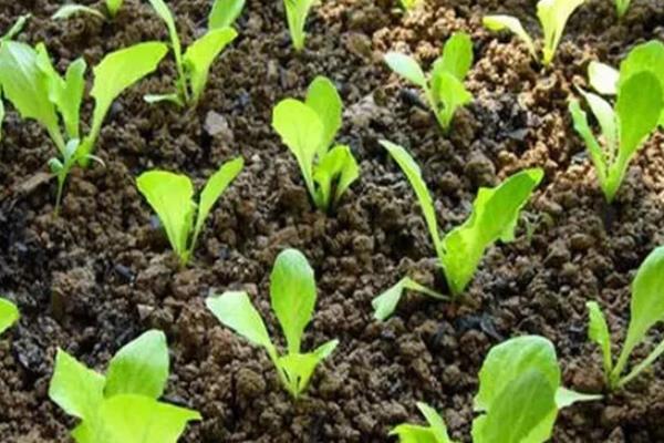 有机蔬菜大棚种植技术，蔬菜大棚是如何进行热传递的