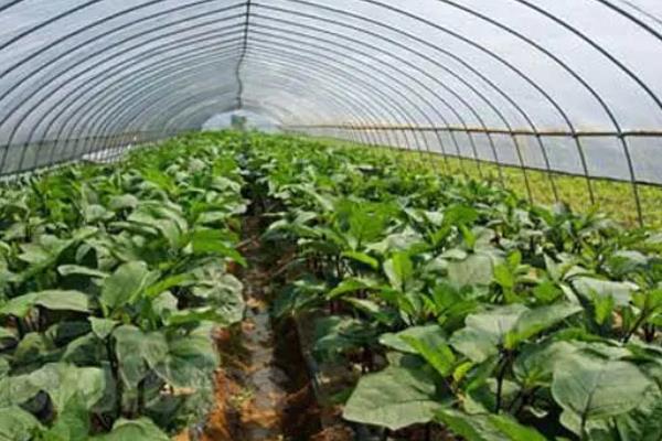 有机蔬菜大棚种植技术，蔬菜大棚是如何进行热传递的