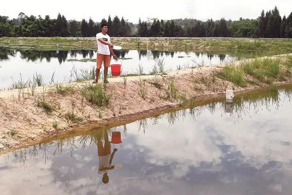 鱼塘怎么养鱼长得快,一亩能养多少