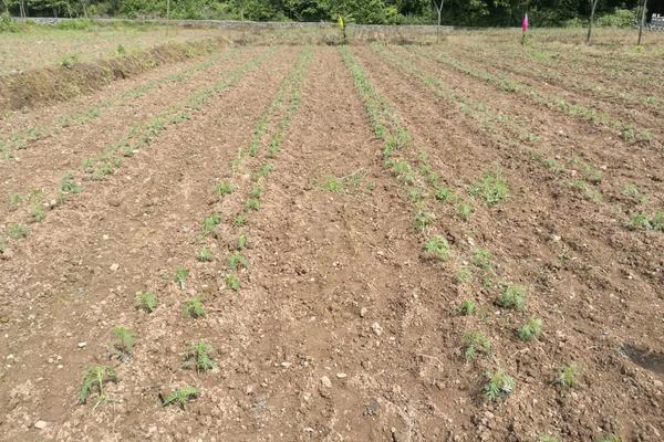 万寿菊种植技术和管理,万寿菊和菊花的区别
