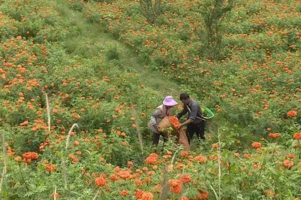 万寿菊种植技术和管理,万寿菊和菊花的区别