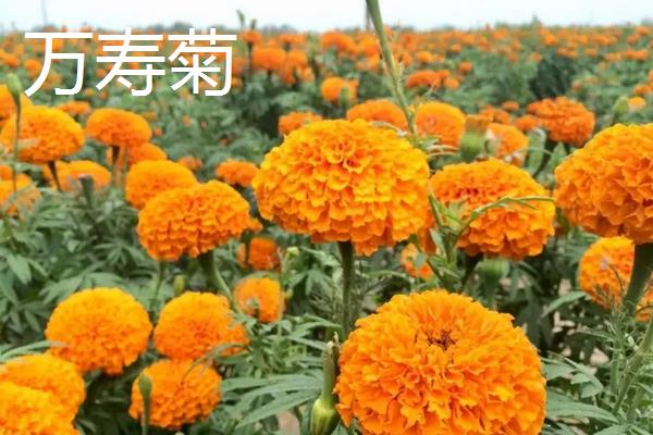 万寿菊种植技术和管理,万寿菊和菊花的区别