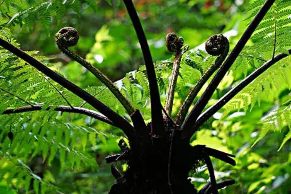 农业种植技术知识,农作物种植包括哪些