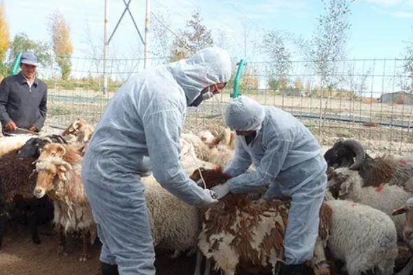 农业种植技术知识,农作物种植包括哪些