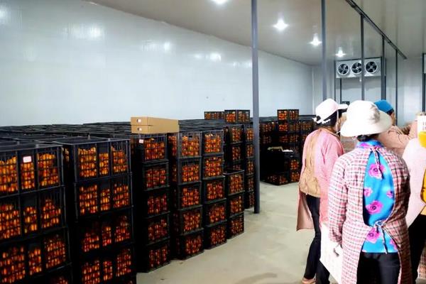 农业种植技术知识,农作物种植包括哪些