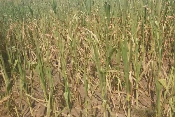 农业种植技术知识,农作物种植包括哪些