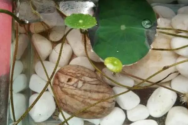 蜗牛怎么养才能养活，蜗牛是软体动物吗