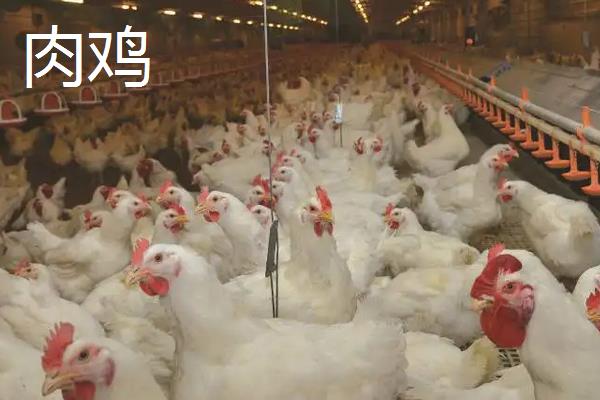 肉鸡怎么养才长得快,肉鸡和蛋鸡的区别