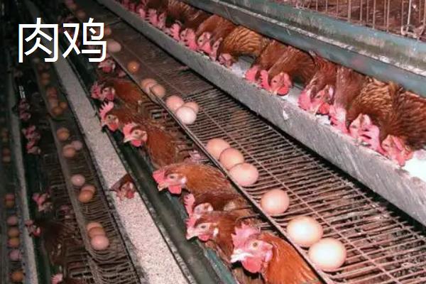肉鸡怎么养才长得快,肉鸡和蛋鸡的区别