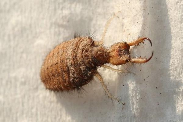 沙牛养殖技术,沙牛和黄牛的区别