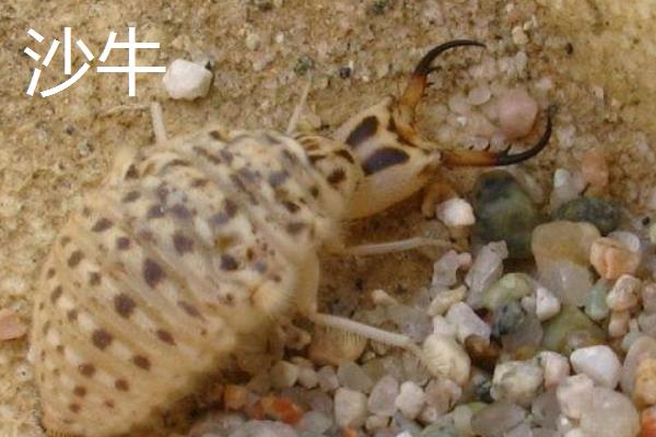 沙牛养殖技术,沙牛和黄牛的区别