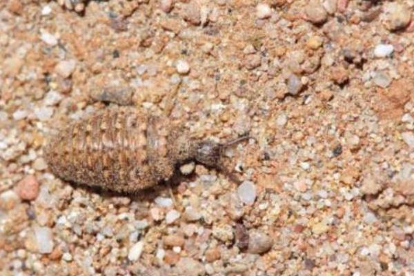 沙牛养殖技术,沙牛和黄牛的区别