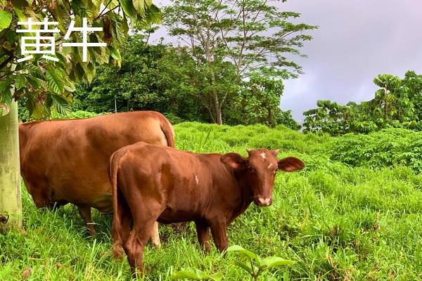 沙牛养殖技术,沙牛和黄牛的区别