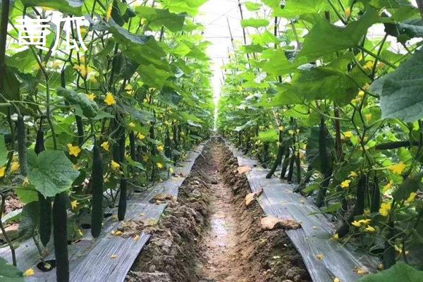 香瓜和黄瓜种植有什么区别